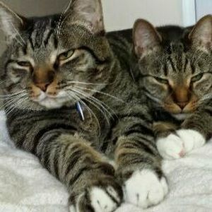 Meet your Posher, Bebe